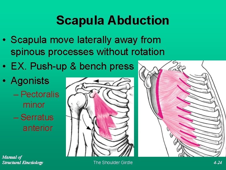 Scapula Abduction • Scapula move laterally away from spinous processes without rotation • EX.