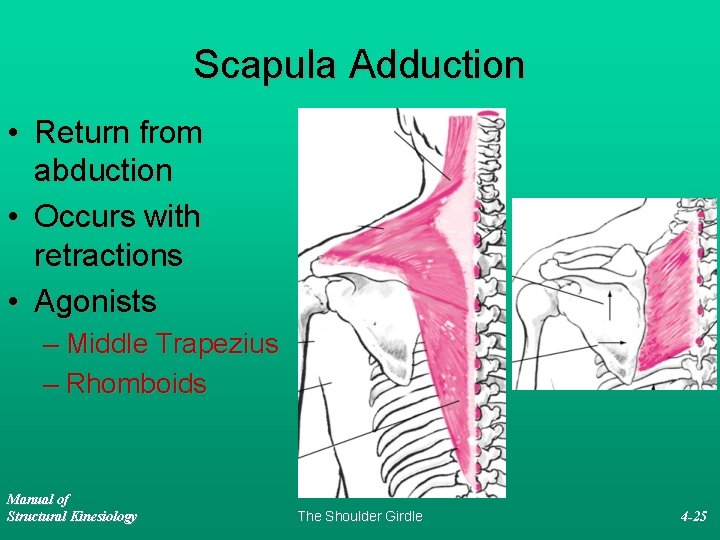 Scapula Adduction • Return from abduction • Occurs with retractions • Agonists – Middle