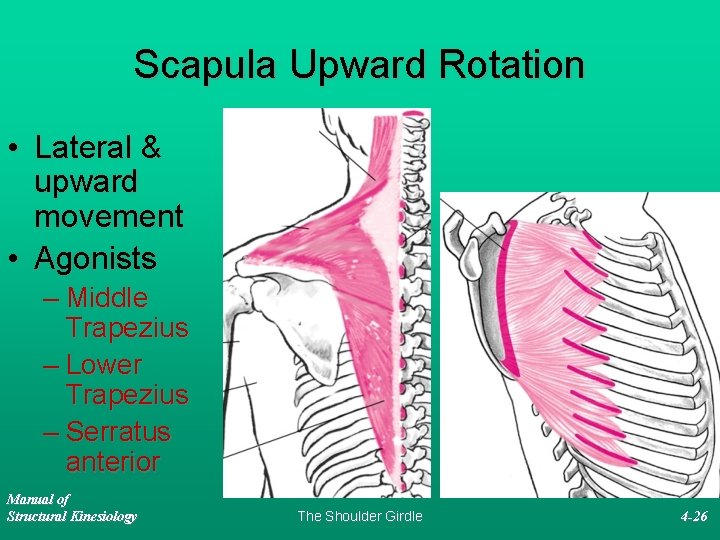 Scapula Upward Rotation • Lateral & upward movement • Agonists – Middle Trapezius –