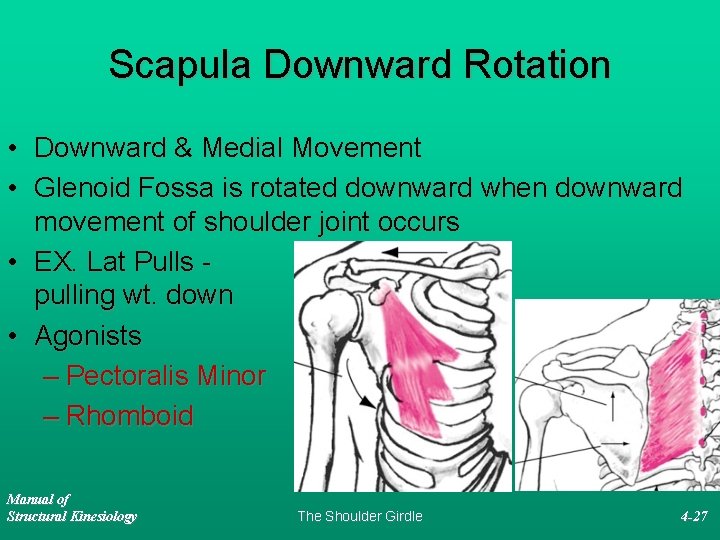 Scapula Downward Rotation • Downward & Medial Movement • Glenoid Fossa is rotated downward