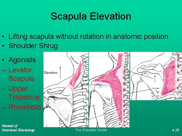 Scapula Elevation • Lifting scapula without rotation in anatomic position • Shoulder Shrug •