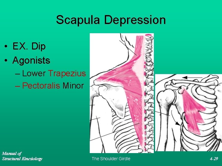 Scapula Depression • EX. Dip • Agonists – Lower Trapezius – Pectoralis Minor Manual