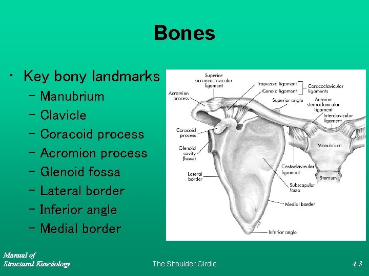Bones • Key bony landmarks – Manubrium – Clavicle – Coracoid process – Acromion