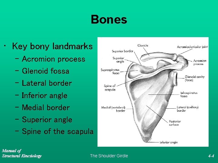 Bones • Key bony landmarks – Acromion process – Glenoid fossa – Lateral border