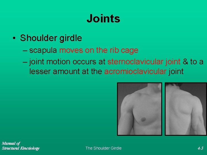 Joints • Shoulder girdle – scapula moves on the rib cage – joint motion