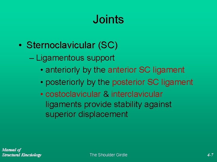 Joints • Sternoclavicular (SC) – Ligamentous support • anteriorly by the anterior SC ligament