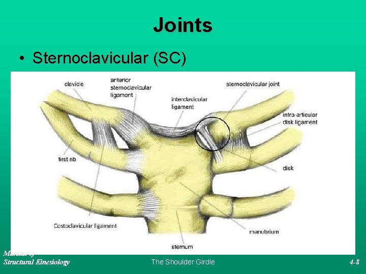 Joints • Sternoclavicular (SC) Manual of Structural Kinesiology The Shoulder Girdle 4 -8 
