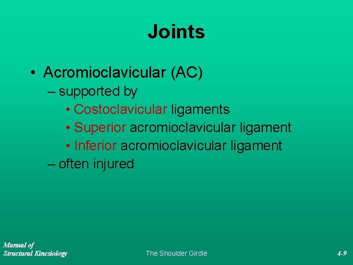 Joints • Acromioclavicular (AC) – supported by • Costoclavicular ligaments • Superior acromioclavicular ligament