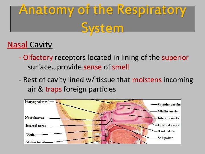 Anatomy of the Respiratory System Nasal Cavity - Olfactory receptors located in lining of