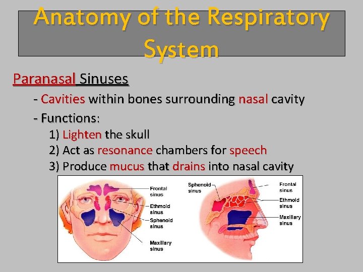 Anatomy of the Respiratory System Paranasal Sinuses - Cavities within bones surrounding nasal cavity