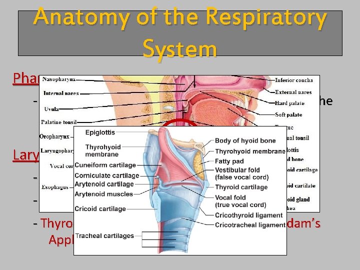 Anatomy of the Respiratory System Pharynx - Separates food/water into esophagus & air into