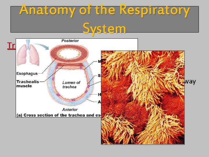 Anatomy of the Respiratory System Trachea - Commonly known as the “windpipe” - Lined