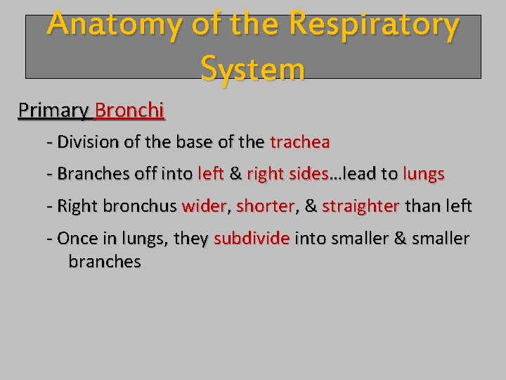 Anatomy of the Respiratory System Primary Bronchi - Division of the base of the