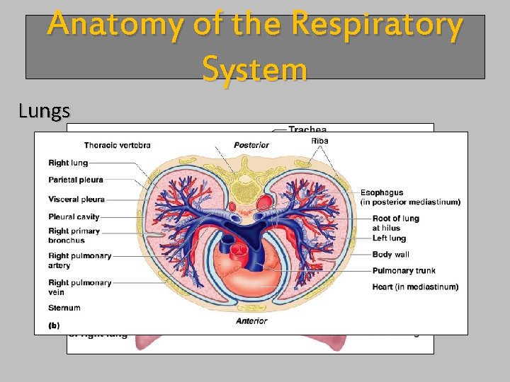 Anatomy of the Respiratory System Lungs 