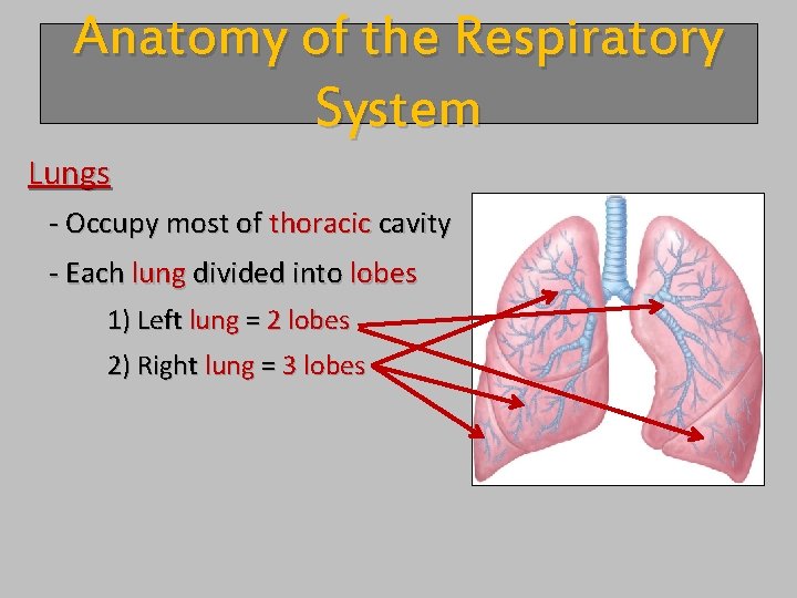 Anatomy of the Respiratory System Lungs - Occupy most of thoracic cavity - Each