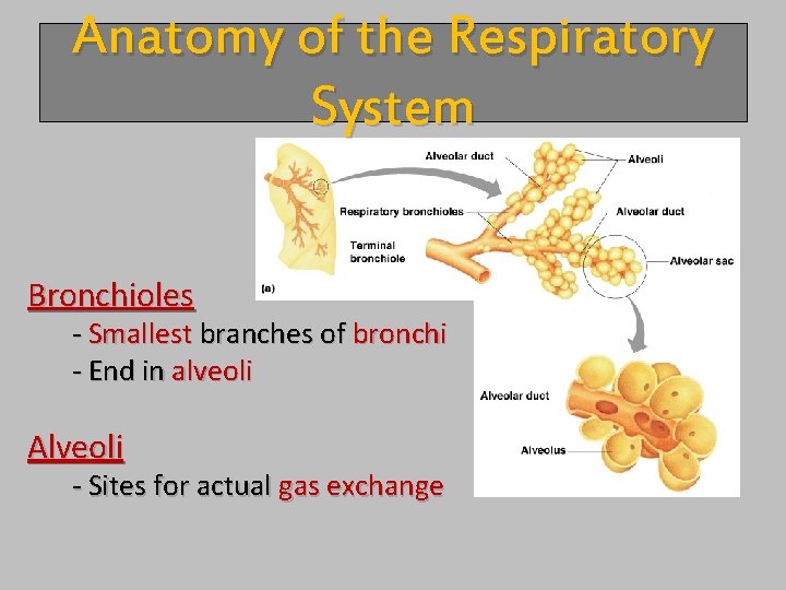 Anatomy of the Respiratory System Bronchioles - Smallest branches of bronchi - End in