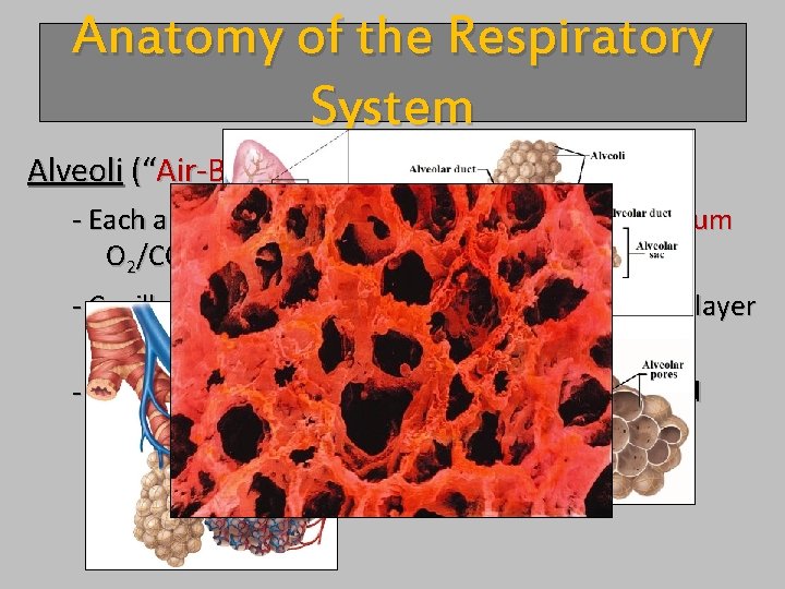 Anatomy of the Respiratory System Alveoli (“Air-Blood Barrier”) - Each alveolus is wrapped in