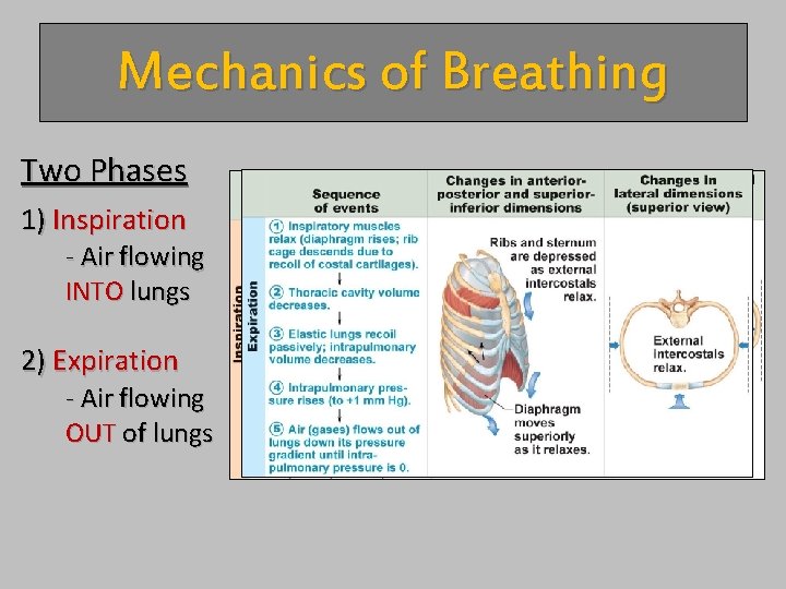 Mechanics of Breathing Two Phases 1) Inspiration - Air flowing INTO lungs 2) Expiration