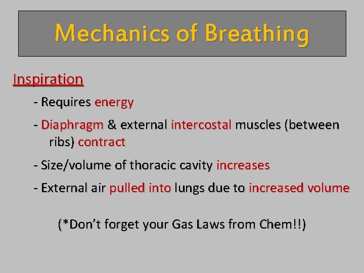 Mechanics of Breathing Inspiration - Requires energy - Diaphragm & external intercostal muscles (between