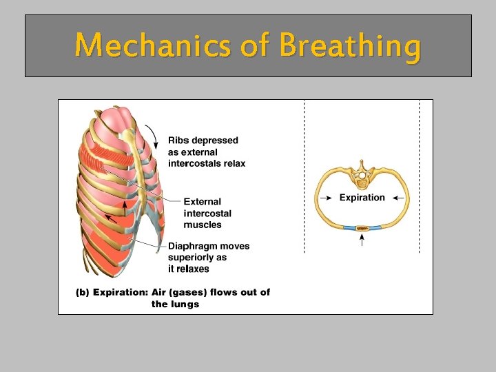 Mechanics of Breathing 