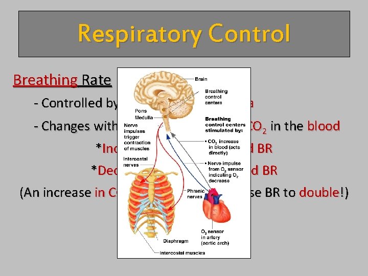 Respiratory Control Breathing Rate - Controlled by the medulla oblongata - Changes with the