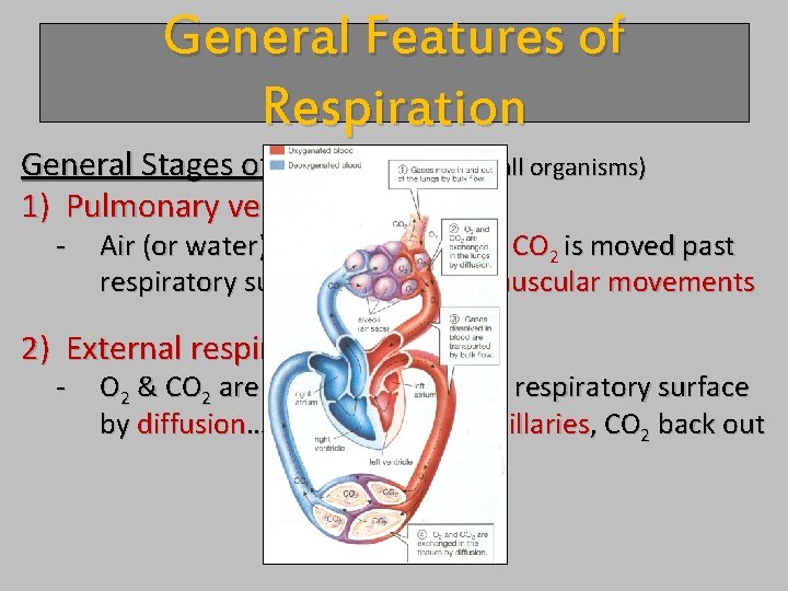 General Features of Respiration General Stages of Gas Exchange: (all organisms) 1) Pulmonary ventilation