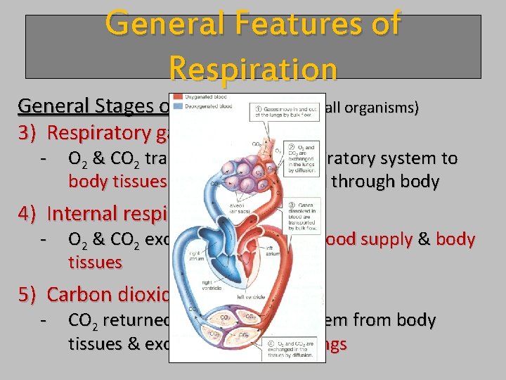 General Features of Respiration General Stages of Gas Exchange: (all organisms) 3) Respiratory gas