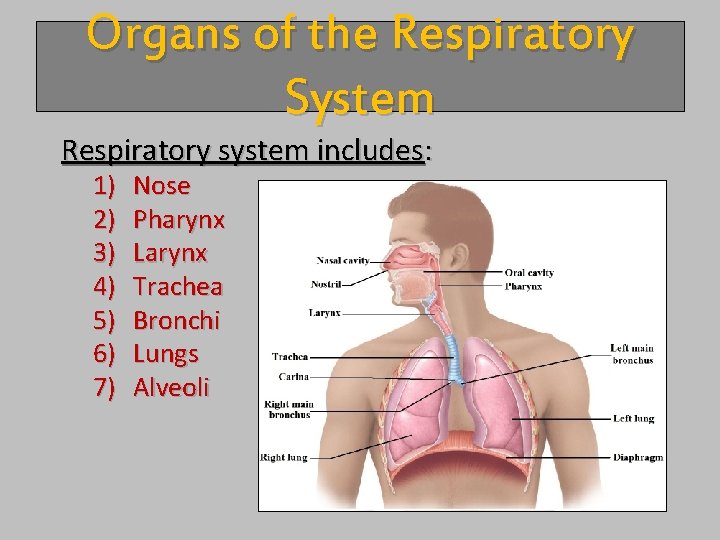 Organs of the Respiratory System Respiratory system includes: 1) 2) 3) 4) 5) 6)