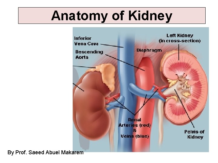 Anatomy of Kidney By Prof. Saeed Abuel Makarem 