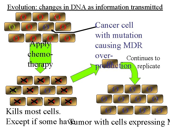 Evolution: changes in DNA as information transmitted O O O Apply chemotherapy Cancer cell