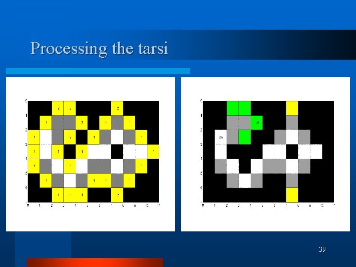 Processing the tarsi 39 