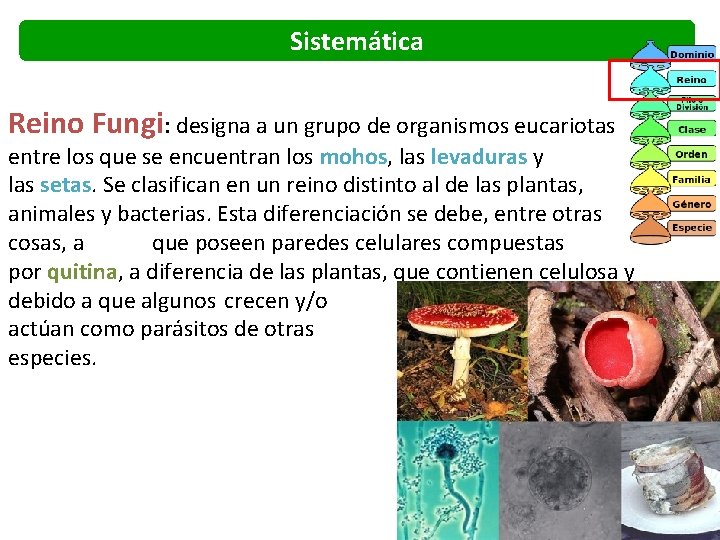 Sistemática Reino Fungi: designa a un grupo de organismos eucariotas entre los que se