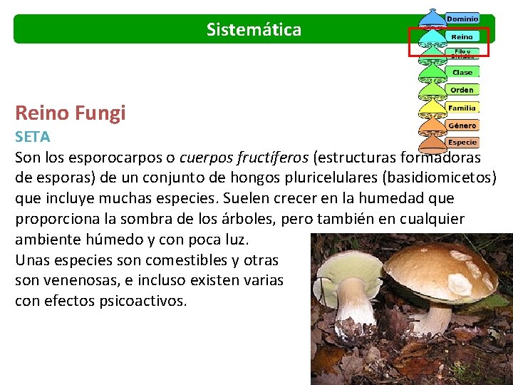 Sistemática Reino Fungi SETA Son los esporocarpos o cuerpos fructíferos (estructuras formadoras de esporas)