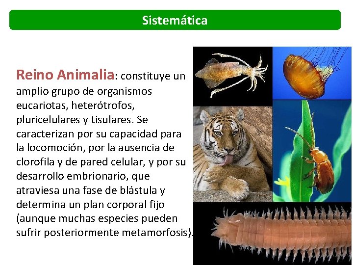 Sistemática Reino Animalia: constituye un amplio grupo de organismos eucariotas, heterótrofos, pluricelulares y tisulares.