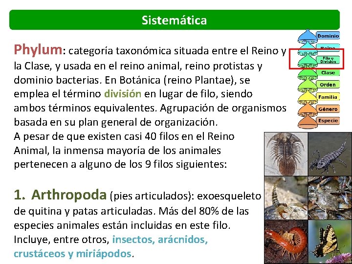 Sistemática Phylum: categoría taxonómica situada entre el Reino y la Clase, y usada en