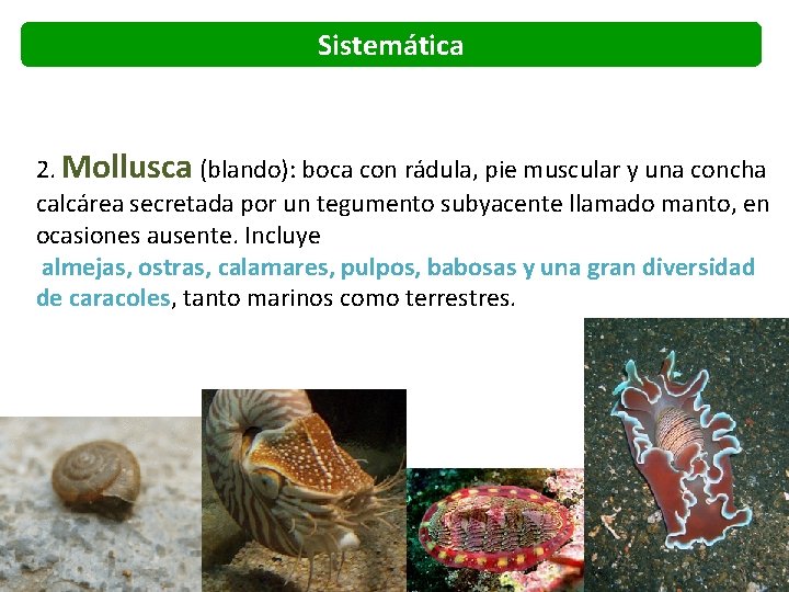 Sistemática 2. Mollusca (blando): boca con rádula, pie muscular y una concha calcárea secretada