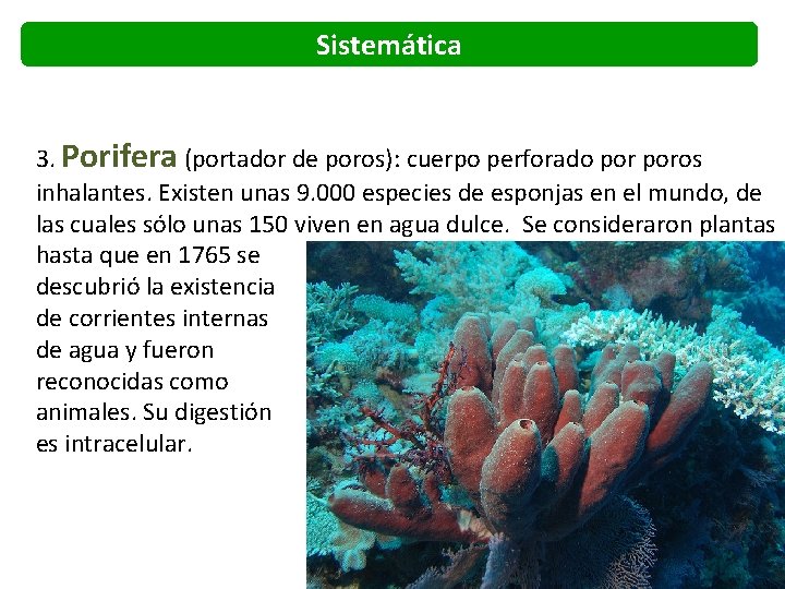 Sistemática 3. Porifera (portador de poros): cuerpo perforado poros inhalantes. Existen unas 9. 000