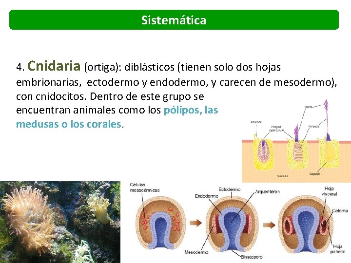 Sistemática 4. Cnidaria (ortiga): diblásticos (tienen solo dos hojas embrionarias, ectodermo y endodermo, y