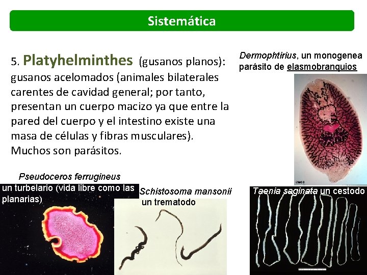 Sistemática 5. Platyhelminthes (gusanos planos): gusanos acelomados (animales bilaterales carentes de cavidad general; por