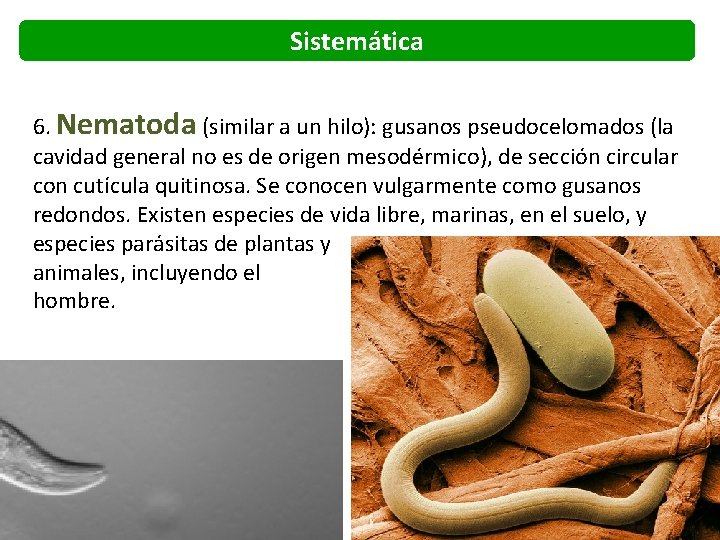 Sistemática 6. Nematoda (similar a un hilo): gusanos pseudocelomados (la cavidad general no es