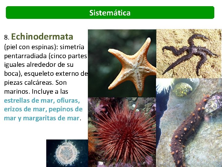 Sistemática 8. Echinodermata (piel con espinas): simetría pentarradiada (cinco partes iguales alrededor de su