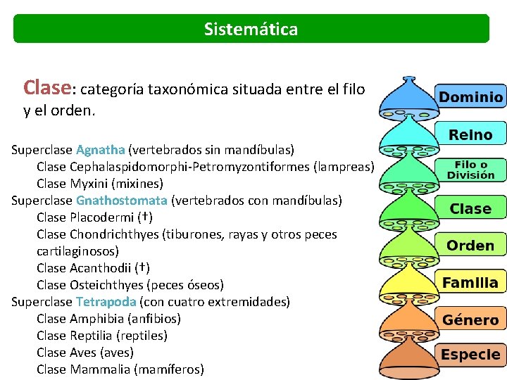 Sistemática Clase: categoría taxonómica situada entre el filo y el orden. Superclase Agnatha (vertebrados