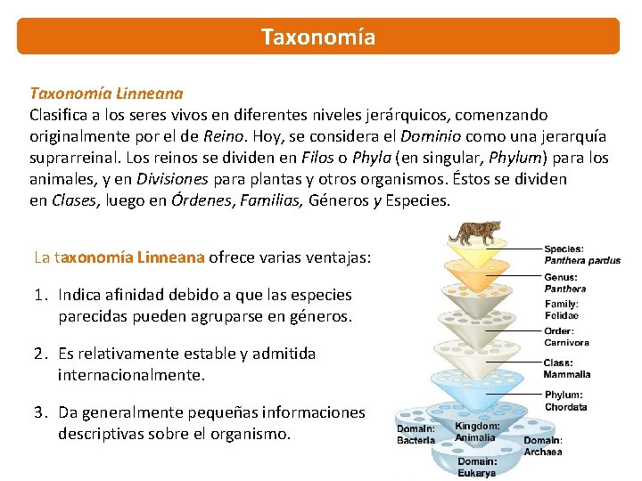 Taxonomía Linneana Clasifica a los seres vivos en diferentes niveles jerárquicos, comenzando originalmente por