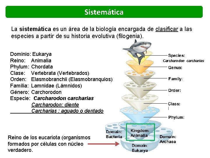 Sistemática La sistemática es un área de la biología encargada de clasificar a las