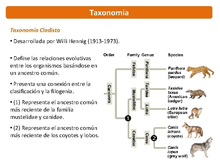 Taxonomía Cladista • Desarrollada por Willi Hennig (1913 -1973). • Define las relaciones evolutivas