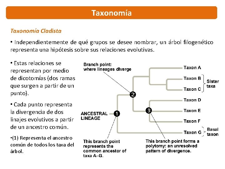 Taxonomía Cladista • Independientemente de qué grupos se desee nombrar, un árbol filogenético representa