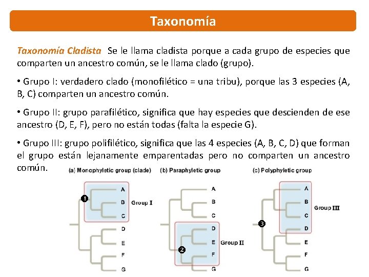 Taxonomía Cladista Se le llama cladista porque a cada grupo de especies que comparten