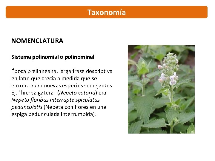 Taxonomía NOMENCLATURA Sistema polinomial o polinominal Época prelinneana, larga frase descriptiva en latín que