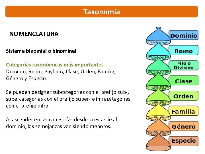 Taxonomía NOMENCLATURA Sistema binomial o binominal Categorías taxonómicas más importantes Dominio, Reino, Phyllum, Clase,