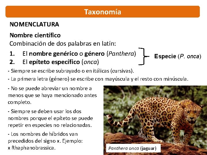 Taxonomía NOMENCLATURA Nombre científico Combinación de dos palabras en latín: 1. El nombre genérico